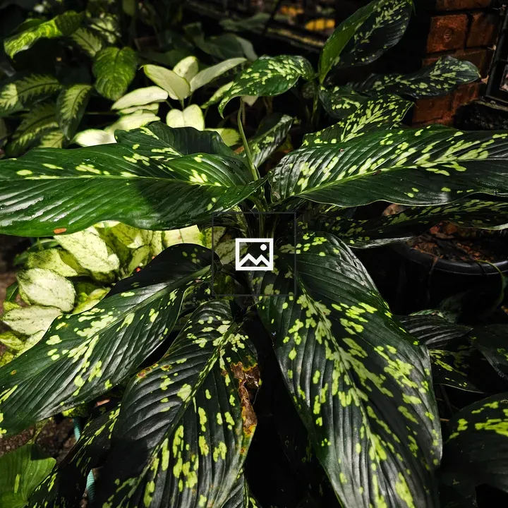 Cluster of glossy leaves with yellow-green spots