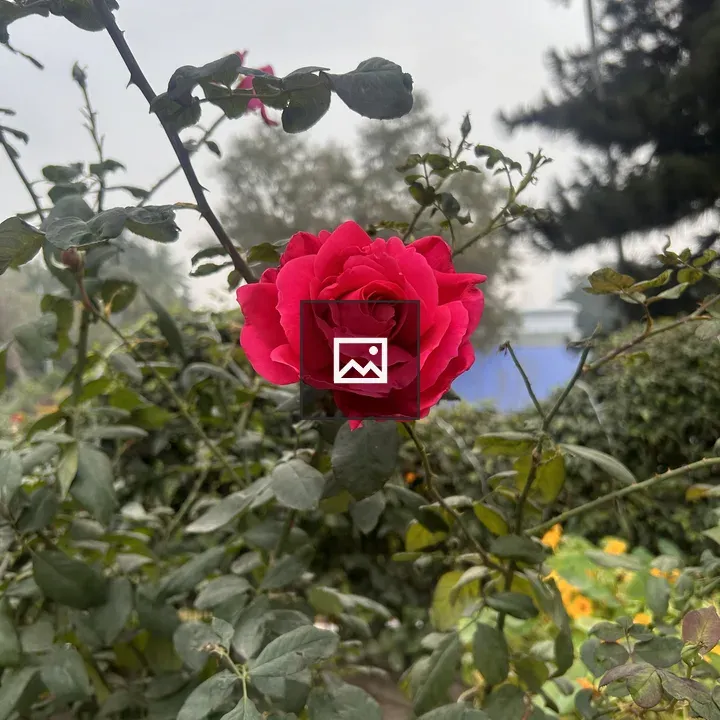 Red Rose in Full Bloom