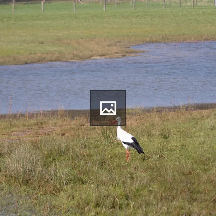 Stork in a Meadow by Creek