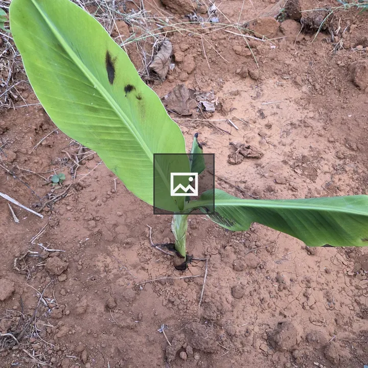 Young Banana Plant in Portrait