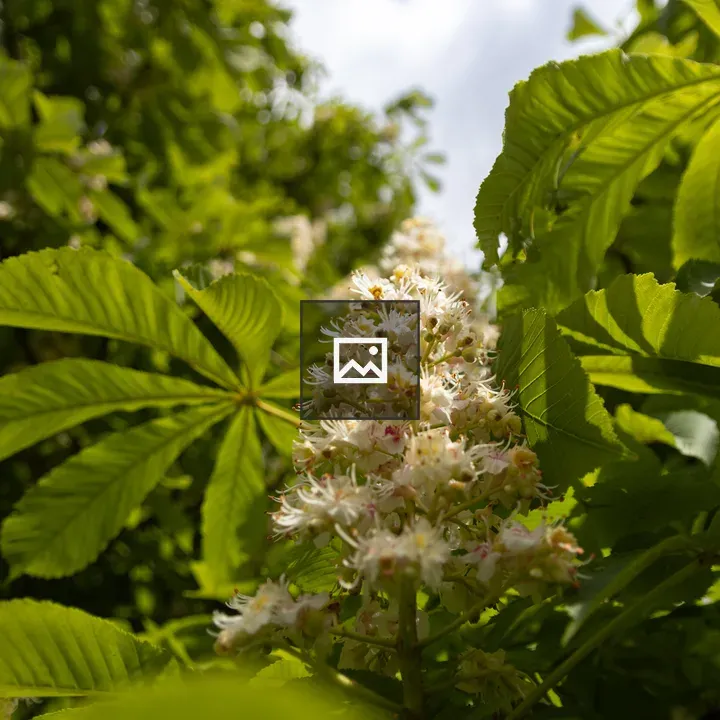 Blossom in Tree