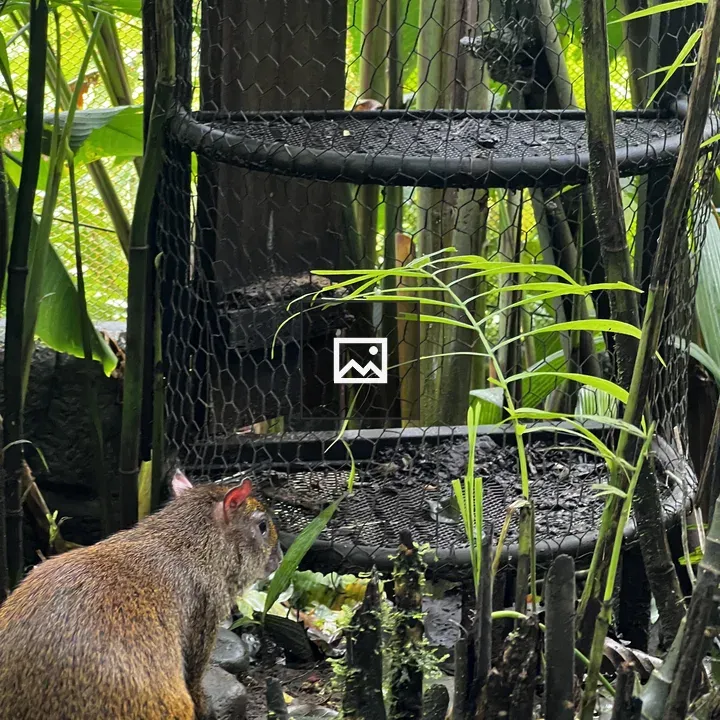Small rodent in green environment