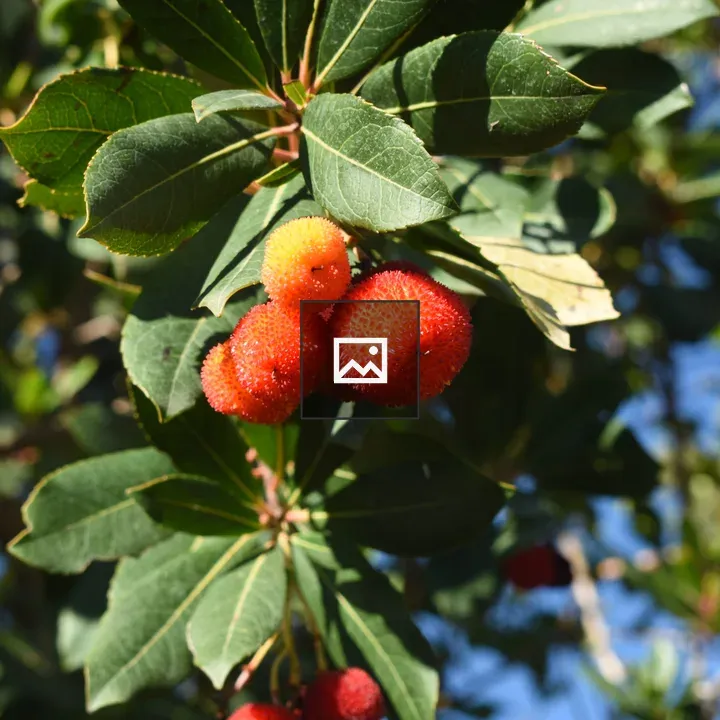 Strawberry tree fruits in Sicilian countryside