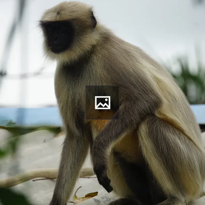 Monkey on Corrugated Roof