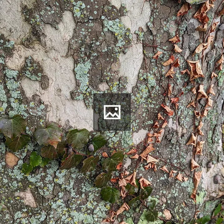 Close up of tree with vines and fungi