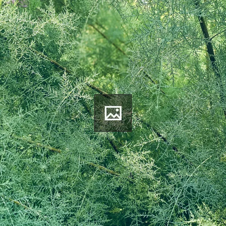 Tamarix Branches Pattern