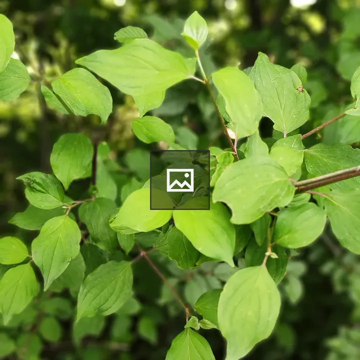 Leaves of Cloud Forest