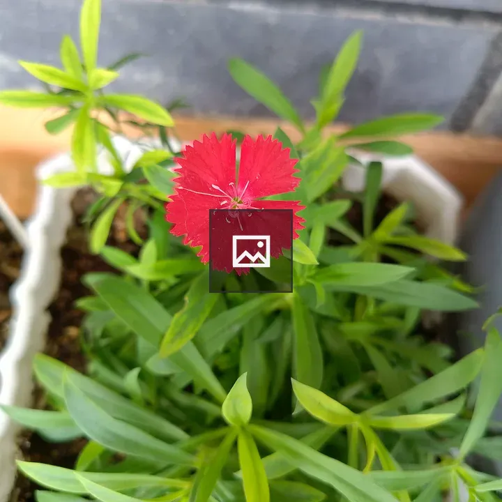 Red carnation among green leaves