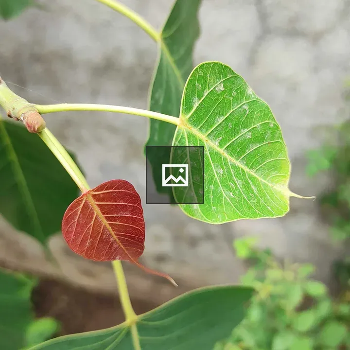 Plant stem with two heart-shaped leaves
