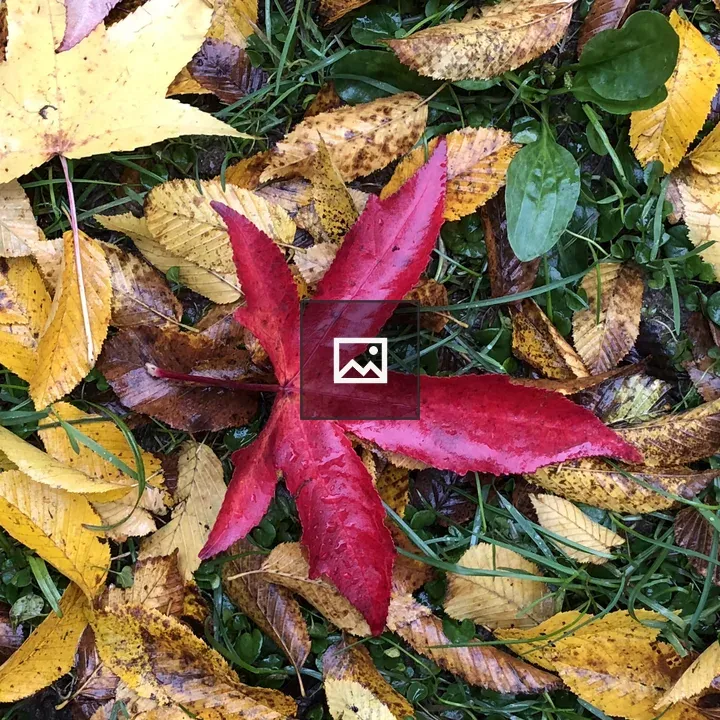 Autumn Leaves on Ground