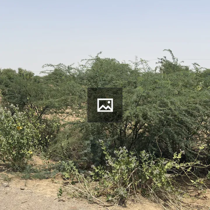Semi-arid landscape with sandy terrain