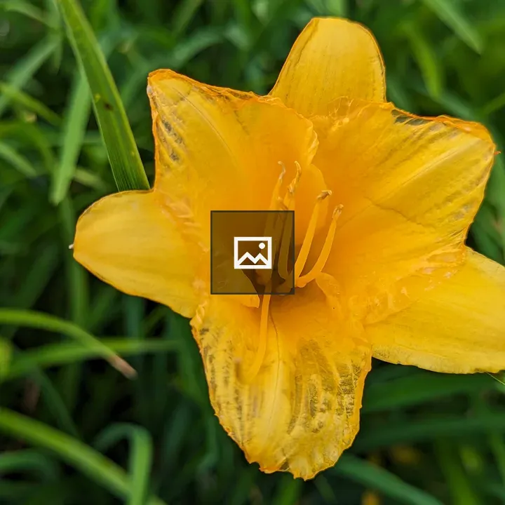 Yellow daylily