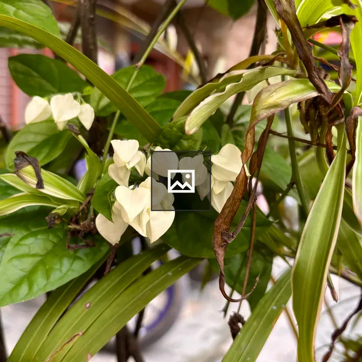 White heart-shaped flowers