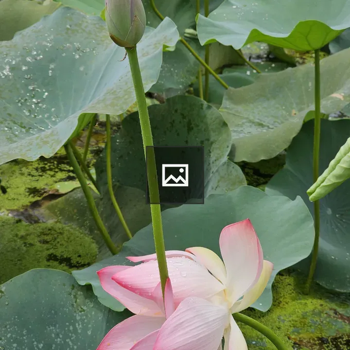 Pink lotus flower with bud