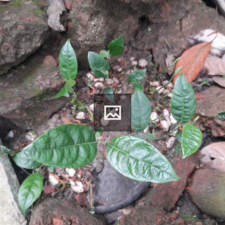Green Leaves Among Rocks