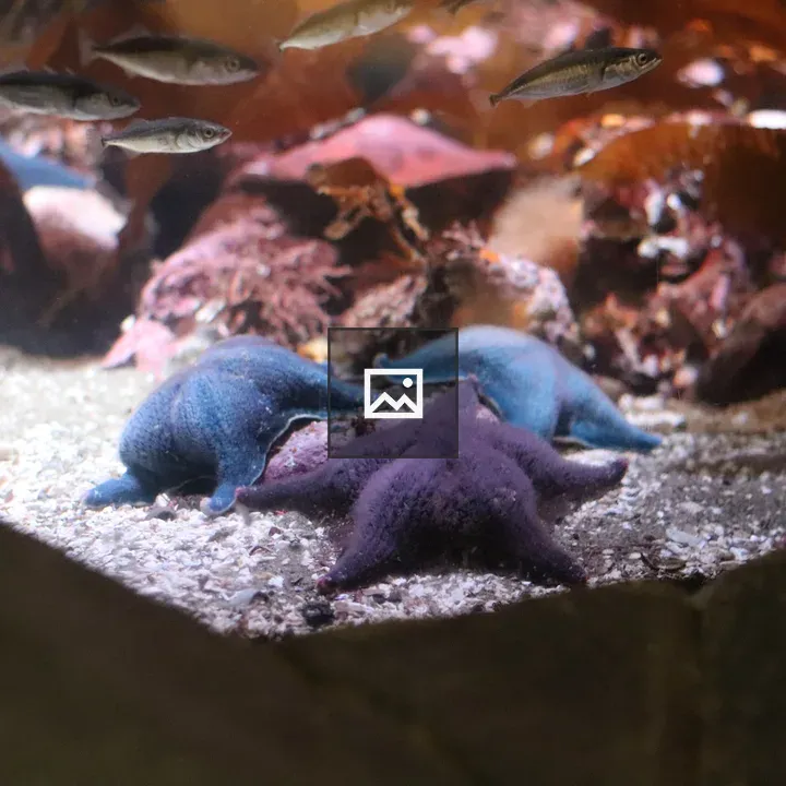 Blue and Purple Starfish Scene