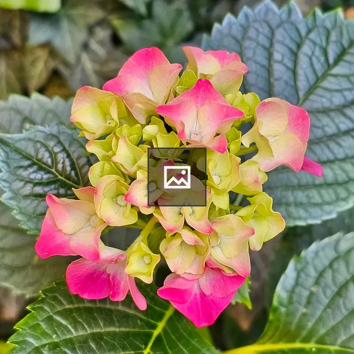 Pink Hydrangea Buds and Bloom