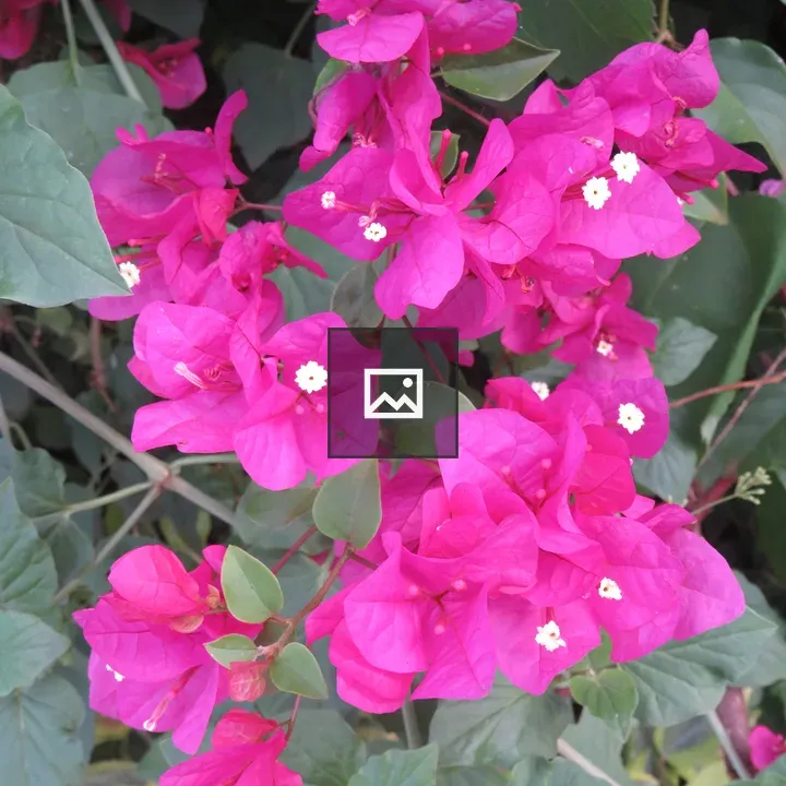 Bright pink bougainvillea