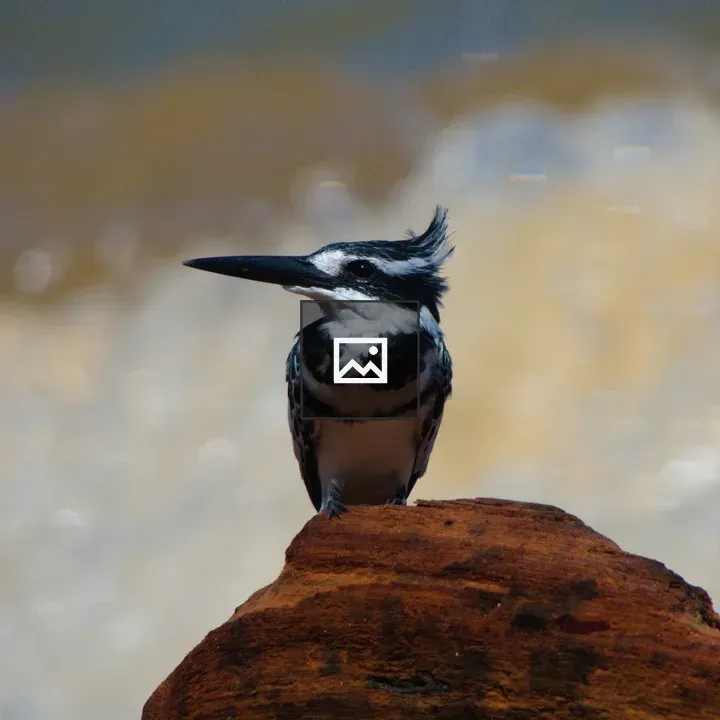Kingfisher Bird on Rock