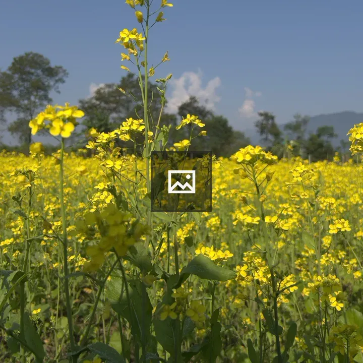 Mustard field in bloom