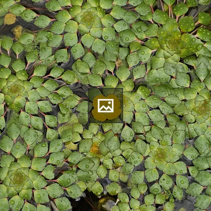 Water plant close-up with yellow flower