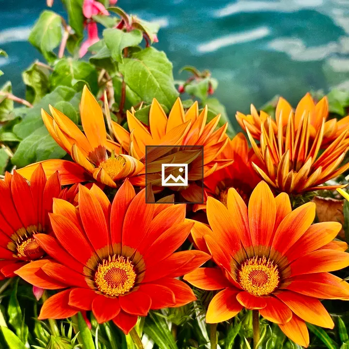 Gazania flower portrait