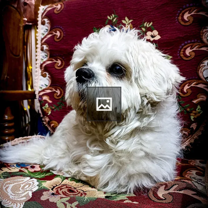 Fluffy white dog on floral fabric