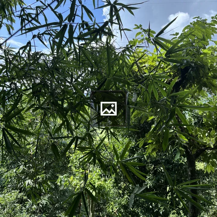 Green bamboo canopy against blue sky