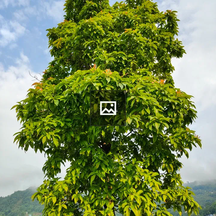 Tall green tree with cloudy sky