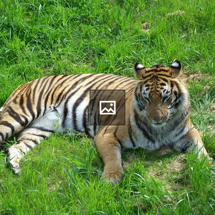 Bengal tiger on grass
