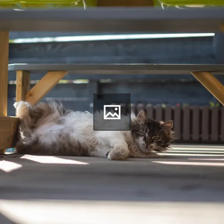 Hairy cat napping in the shadow