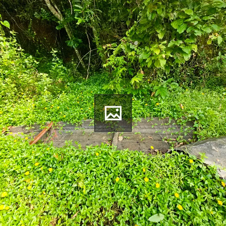 Old Wooden Boat with Greenery