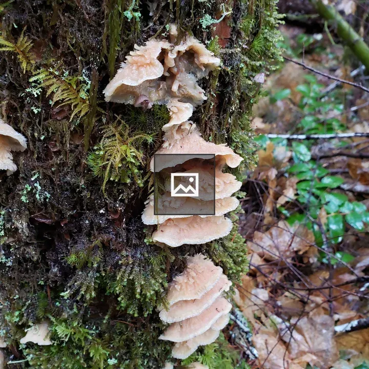 Mushrooms on a tree trunk