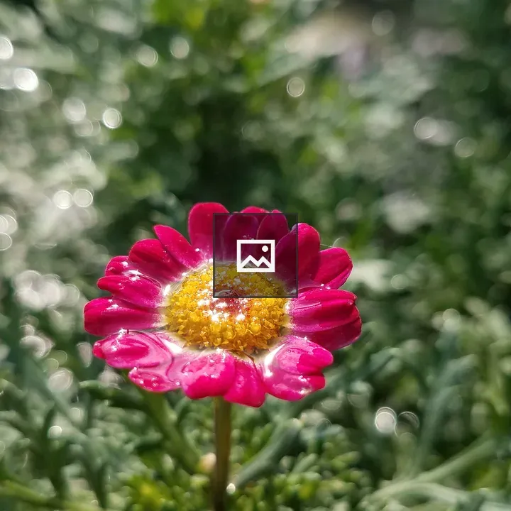 Water on an English Daisy