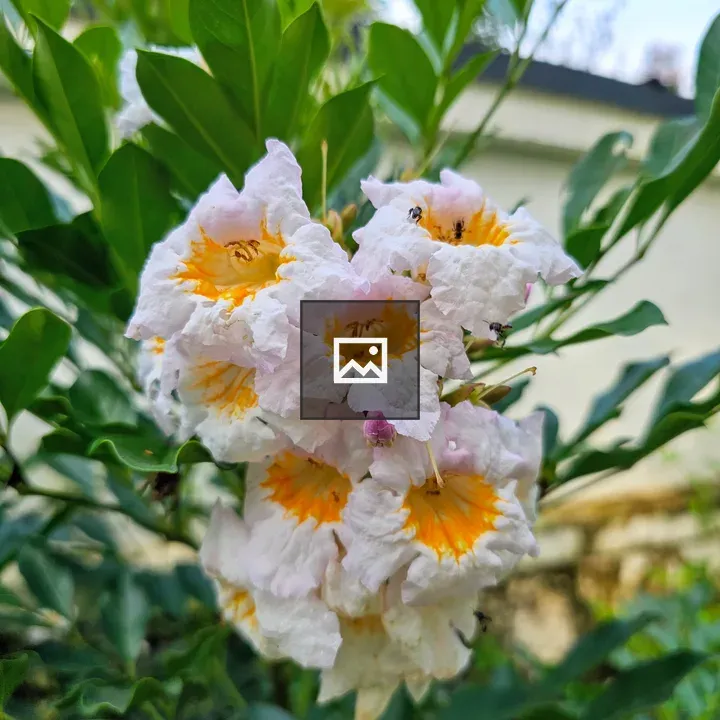 Radermachera Flowers in Kerala