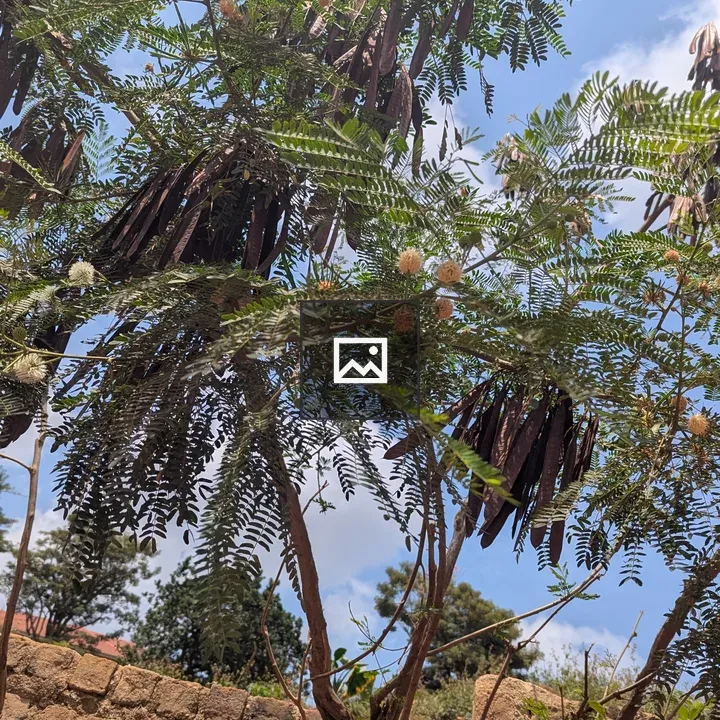 Tree with feathery leaves and seed pods