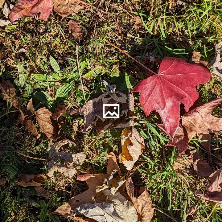 Red Leaf in Grass