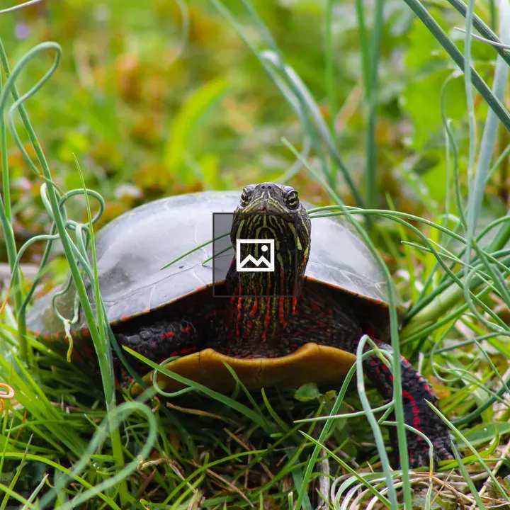 Painted turtle in grass