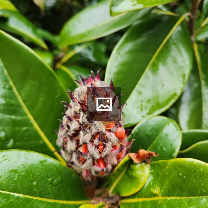Seed pod of Evergreen Magnolia