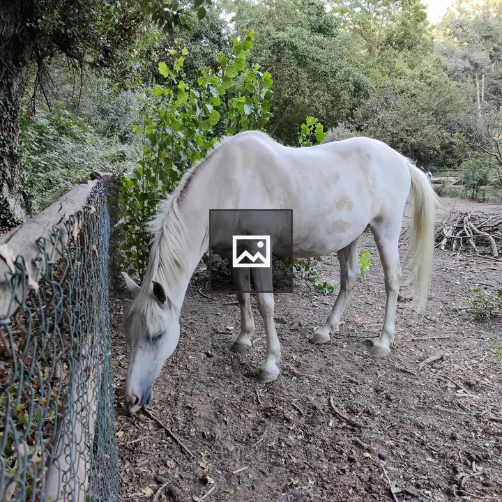White horse in landscape