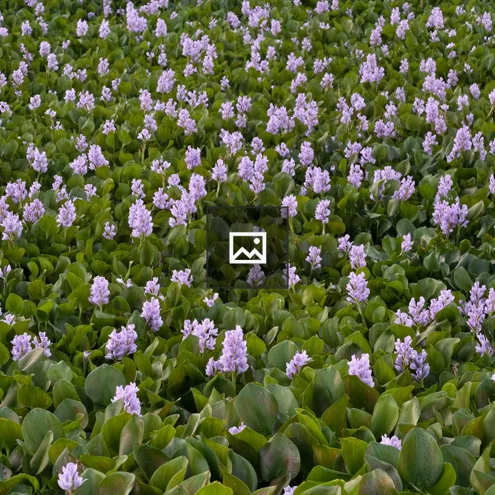 Water hyacinths on pond