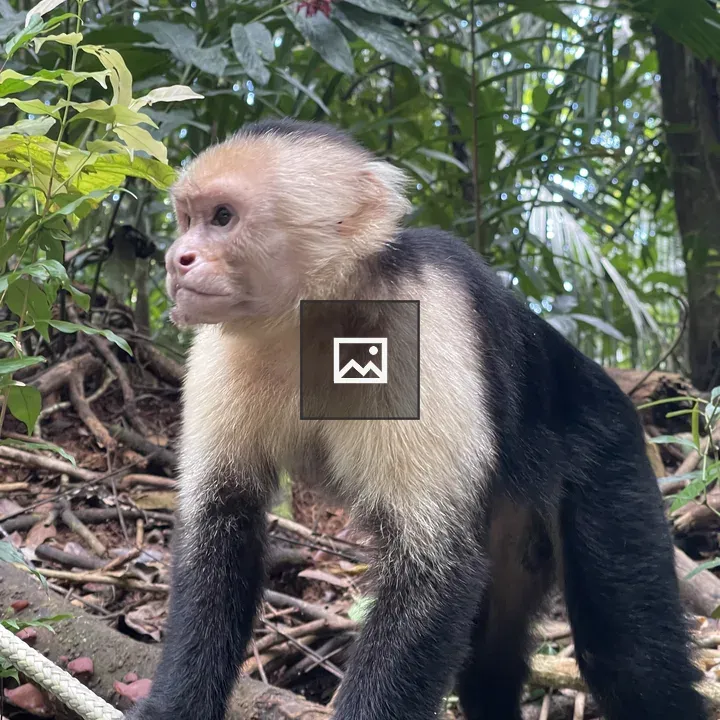 White-faced Capuchin Monkey Portrait