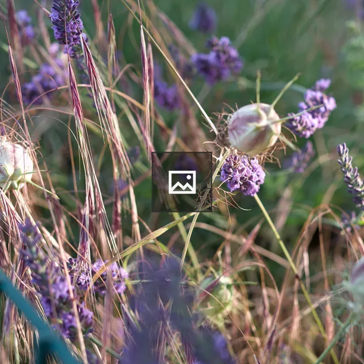 Purple lavender with grasses