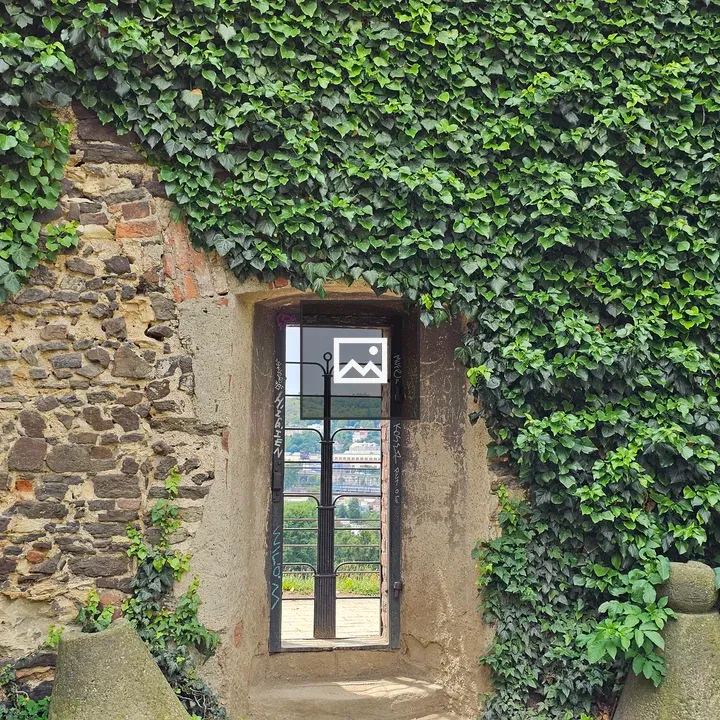 Vyšehrad Stone Wall with Ivy