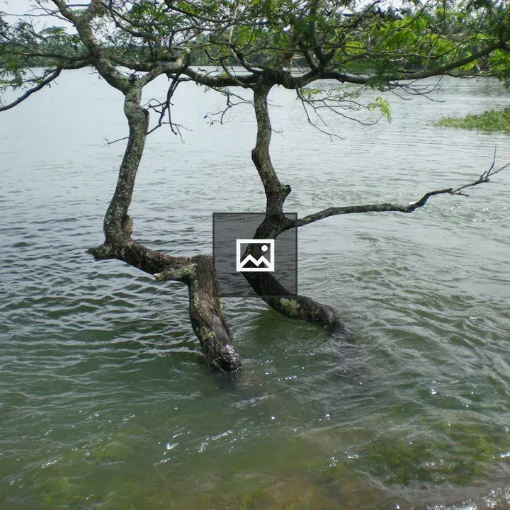 Tree with twin trunks on calm lake