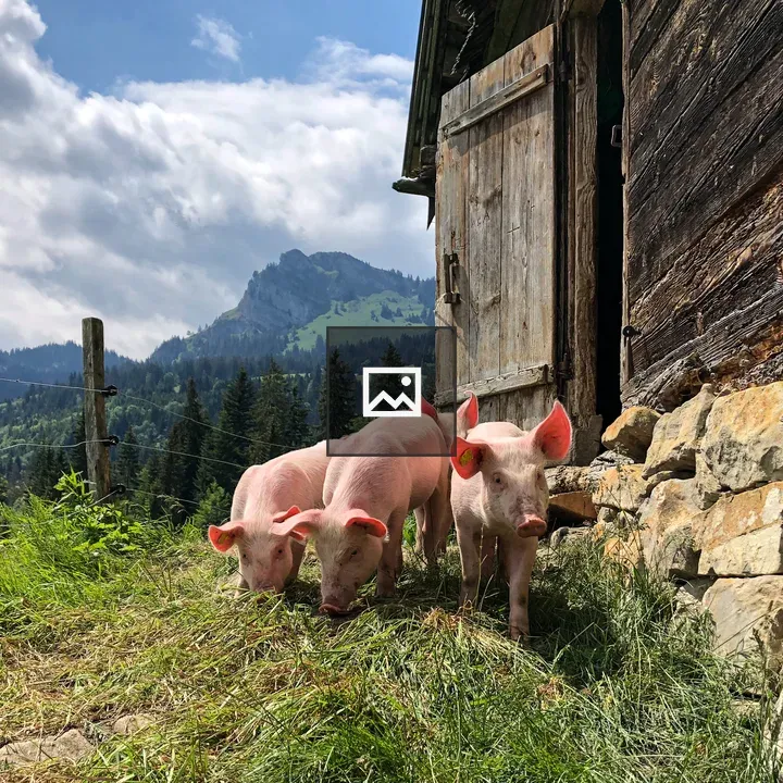Piglets in the Alps