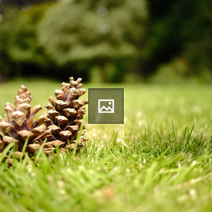 Two pinecones in a grassy field