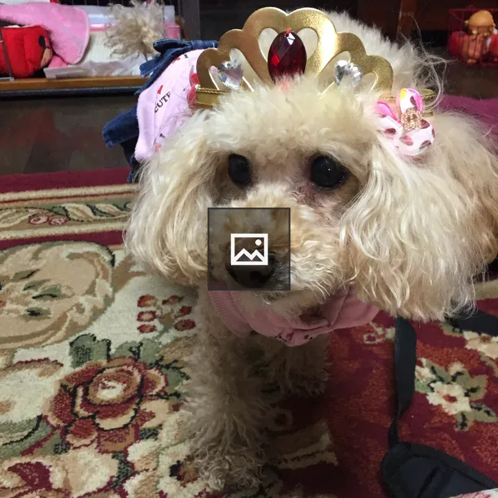 Apricot Toy Poodle Crown