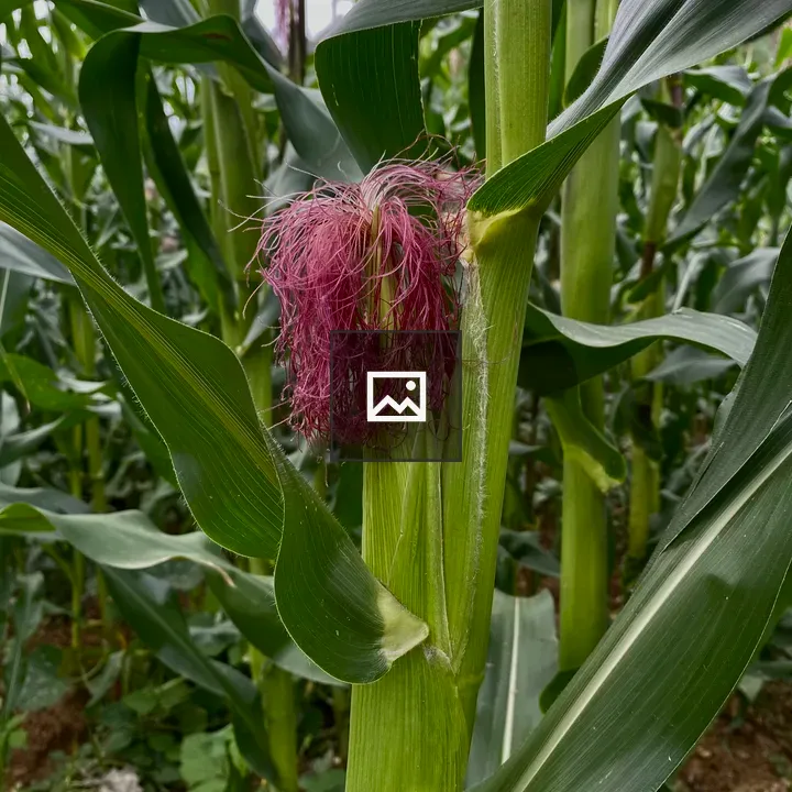 Corn plant in field
