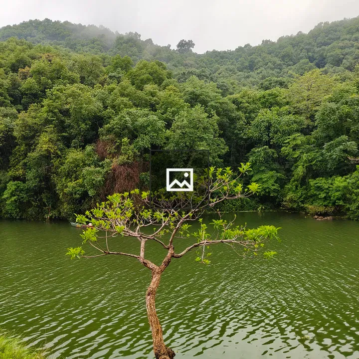 Slender tree by green lake